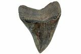 Serrated, Fossil Megalodon Tooth - South Carolina #307556-1